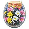     Vanna Lux -