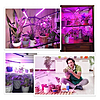 Գ�� ����� ��������� ��� ����������� ������ FITOLAMP 4 LED