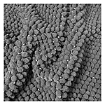      Dariana  5050  5080...